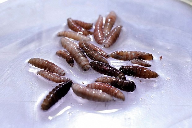 Larvae of the screwworm fly, collected from infected cows, are observed at a sterile fly production plant in Panama in June.
Mandatory Credit:	Enea Lebrun/Reuters via CNN Newsource