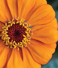 Orange zinia flower in Northern Barton Heights neighbrohood August 2025.