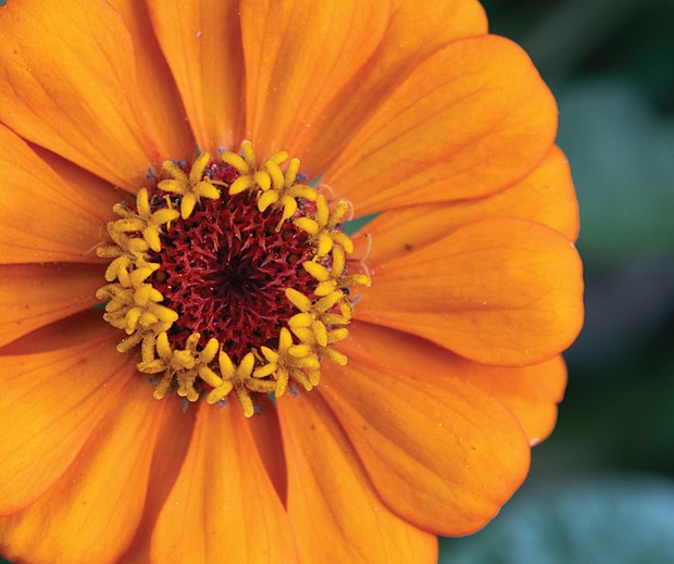 Orange zinia flower in Northern Barton Heights neighbrohood August 2025.