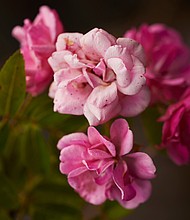 A Peggy Martin rose blooms in Martin's garden.
Mandatory Credit:	Edmund D. Fountain for CNN via CNN Newsource