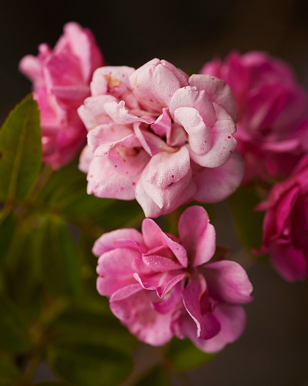 A Peggy Martin rose blooms in Martin's garden.
Mandatory Credit:	Edmund D. Fountain for CNN via CNN Newsource