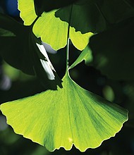 Ginkgo leaf Downtown