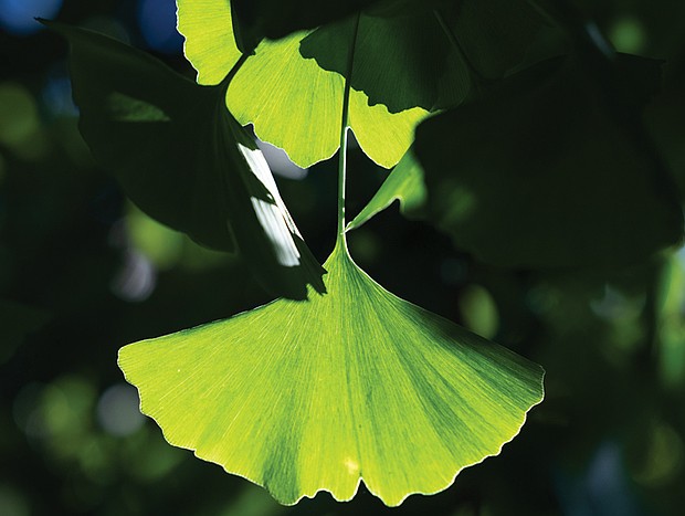Ginkgo leaf Downtown