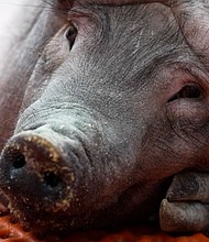 The US Food and Drug Administration has given the green light to human trials involving kidneys from its pigs.
Mandatory Credit:	CNN via CNN Newsource