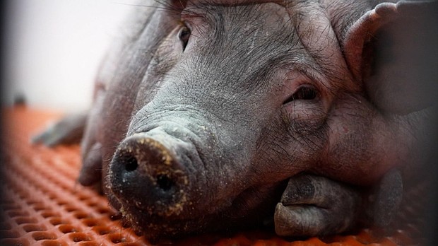 The US Food and Drug Administration has given the green light to human trials involving kidneys from its pigs.
Mandatory Credit:	CNN via CNN Newsource
