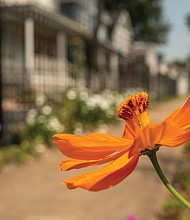 Autumn blooms in Church Hill.