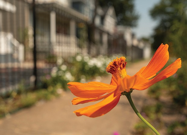 Autumn blooms in Church Hill.