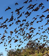 Photo Courtesy of Houston Arboretum