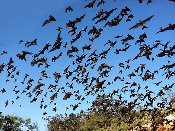 Celebrate the unsung heroes of Houston’s ecosystem at the Houston Arboretum’s fourth annual “Bat Fest” on Sept. 27. Families can …