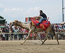 A rider takes part in a Colonial Downs camel race, part of the track’s 2025 racing season.