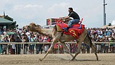 A rider takes part in a Colonial Downs camel race, part of the track’s 2025 racing season.