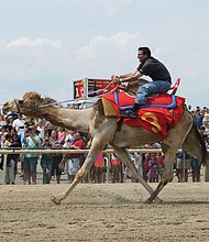 A rider takes part in a Colonial Downs camel race, part of the track’s 2025 racing season.