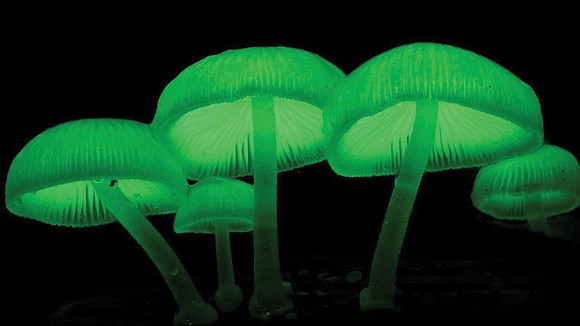 Virginia State University Associate Professor Xianfa Xie has received a $1,148,010 grant from the National Science Foundation to study bioluminescent …