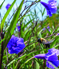 Blooms in Church Hill (Sandra Sellars/Richmond Free Press)