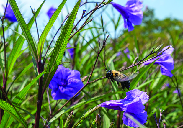 Blooms in Church Hill (Sandra Sellars/Richmond Free Press)