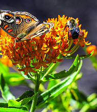 Butterfly and bee on orange milkweed in the East End (Julianne Tripp Hillian/Richmond Free Press)
