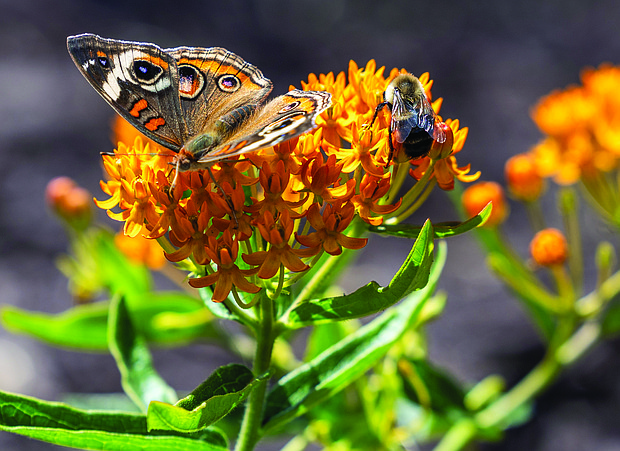 Butterfly and bee on orange milkweed in the East End (Julianne Tripp Hillian/Richmond Free Press)