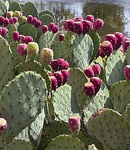 Prickly pear cactus at the Flood Wall (Jillian Tripp Hillian/Richmond Free Press)
