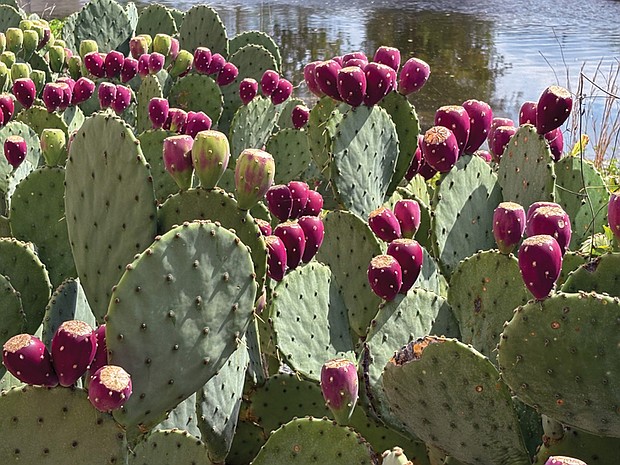 Prickly pear cactus at the Flood Wall (Jillian Tripp Hillian/Richmond Free Press)