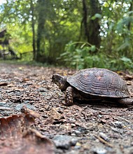 Turtle exploring Belle Isle (Julianne Tripp Hillian/Richmond Free Press)