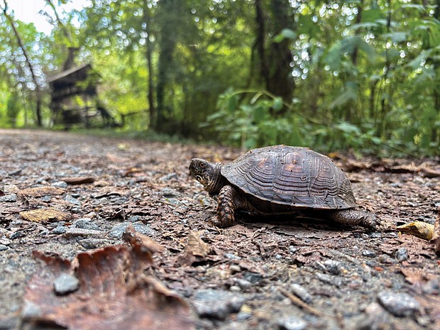 Turtle exploring Belle Isle (Julianne Tripp Hillian/Richmond Free Press)