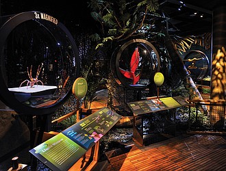 Diorama of the Chocó–Darién rainforest at the Science Museum of Virginia, part of the touring exhibition “The Power of Poison,” which explores the natural and mythical world of venom and poison.
