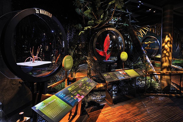 Diorama of the Chocó–Darién rainforest at the Science Museum of Virginia, part of the touring exhibition “The Power of Poison,” which explores the natural and mythical world of venom and poison.