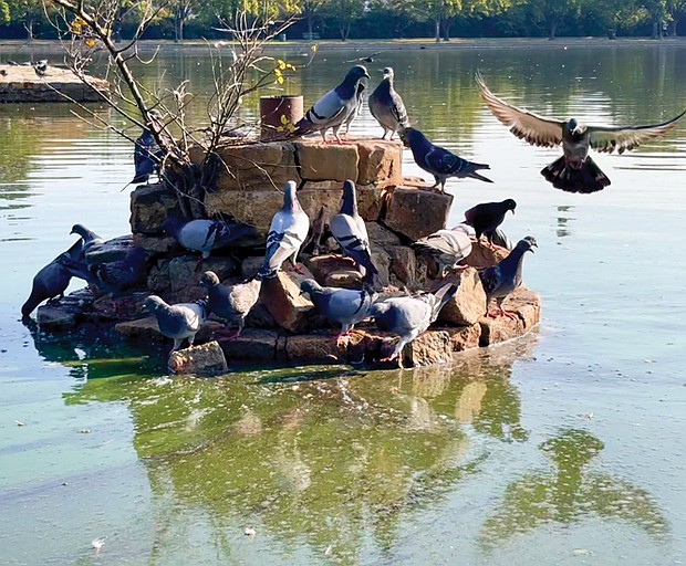 Pigeon Island at Fountain Lake in Byrd Park (Julianne Tripp Hillian/Richmond Free Press)