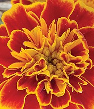 Face of a Zinnia in West End (Sandra Sellars/Richmond Free Press)