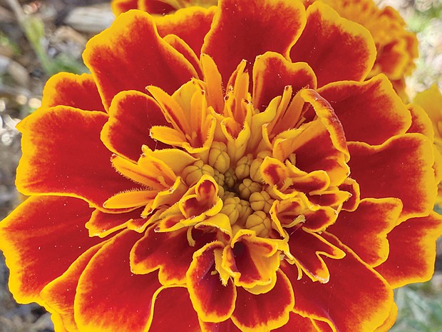 Face of a Zinnia in West End (Sandra Sellars/Richmond Free Press)