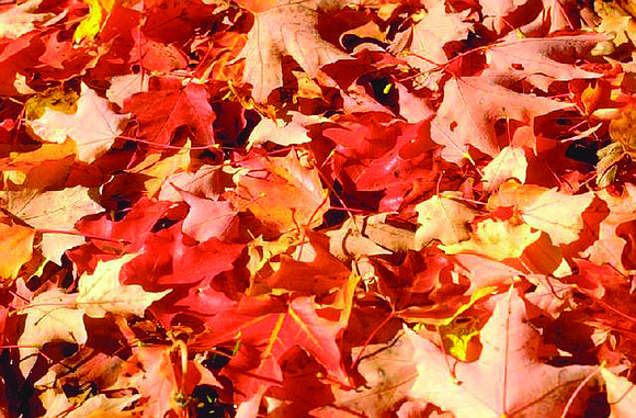 Clocks should be set back one hour at 2 a.m. Sunday, Nov. 2, as daylight saving time ends.