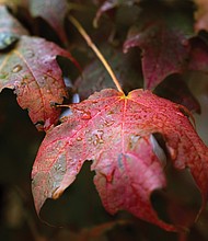 Leaves at Capitol Square (Julianne Tripp Hillian/Richmond Free Press)