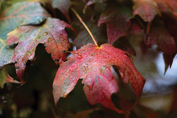 Leaves at Capitol Square (Julianne Tripp Hillian/Richmond Free Press)