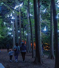 Lights and color transform Maymont for Garden Glow-Garden Glow has returned to Maymont’s gardens nightly, through Nov. 9.  The light sculpture installations at Garden Glow were created by U.K.-based Culture Creative in collaboration with French art studios Tilt and Pitaya. Richmond-based Lighting & Sound Co. worked with Maymont staff on the experience. Right, after dark, Maymont transforms into an enchanted landscape with soft colors and special lighting effects. L’Envol,”
presented by Genworth, features an illuminated flock
of origami birds suspended among the trees. The annual event features mesmerizing light installations by international artists — some paired with coordinated soundscapes and music — along with the activity filled Glow Village, food and drinks.  Proceeds support the care of Maymont’s gardens, resident animals and historic mansion. See maymont.org for details. (Julianne Tripp Hillian/Richmond Free Press)