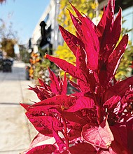Coleus in Carytown (Sandra Sellars/Richmond Free Press)