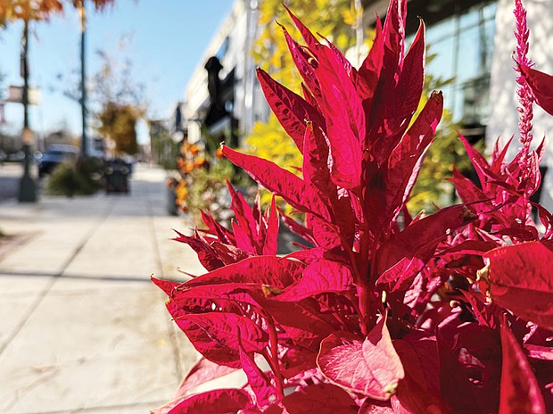 Coleus in Carytown (Sandra Sellars/Richmond Free Press)