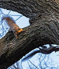 Squirrels quarrel over snacks in the Fan (Julianne Tripp Hillian/Richmond Free Press)