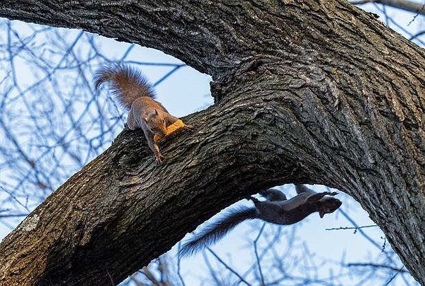 Squirrels quarrel over snacks in the Fan (Julianne Tripp Hillian/Richmond Free Press)