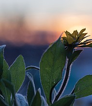 Flowers at sunset (photo by Julianne Tripp Hillian/Richmond Free Press)