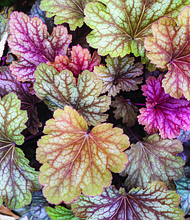 Colorful signs of fall in West End (photo by Sandra Sellars/Richmond Free Press)