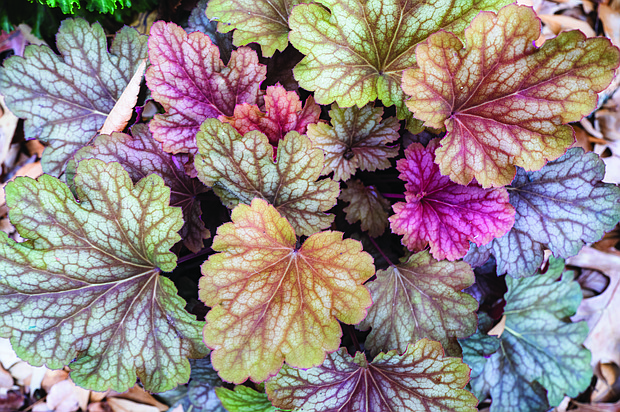 Colorful signs of fall in West End (photo by Sandra Sellars/Richmond Free Press)