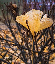 Colorful sign of fall in North Side (photo by Sandra Sellars/Richmond Free Press)