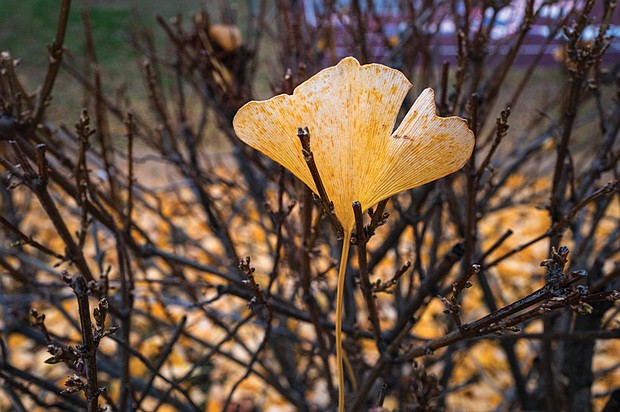 Colorful sign of fall in North Side (photo by Sandra Sellars/Richmond Free Press)