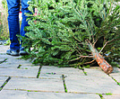 A Christmas tree awaits recycling. Virginia residents can drop off trees for free through Jan. 31 at locations across the region, where they’ll be chipped into mulch for landscaping and wildlife habitat.
