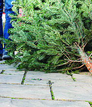 A Christmas tree awaits recycling. Virginia residents can drop off trees for free through Jan. 31 at locations across the region, where they’ll be chipped into mulch for landscaping and wildlife habitat.