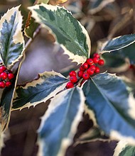 Holly berries in Shockoe Bottom (photo by Julianne Tripp Hillian/Richmond Free Press)