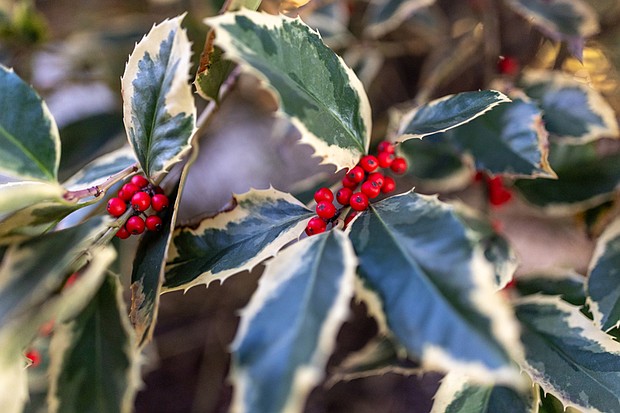 Holly berries in Shockoe Bottom (photo by Julianne Tripp Hillian/Richmond Free Press)