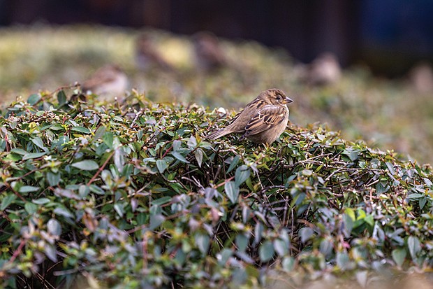 Bird in a bush (photo by Julianne Tripp Hillian)