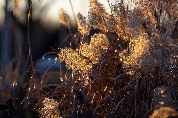 Wispy blooms glow in sunlight (photo by Julianne Tripp Hillian/Richmond Free Press)