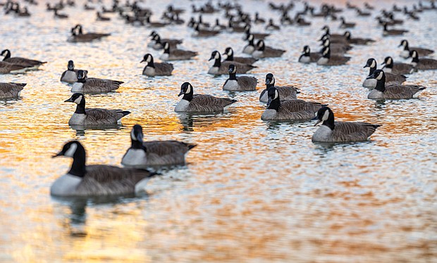 A flock of geese on South Side (photo by Julianne Tripp Hillian/Richmond Free Press)